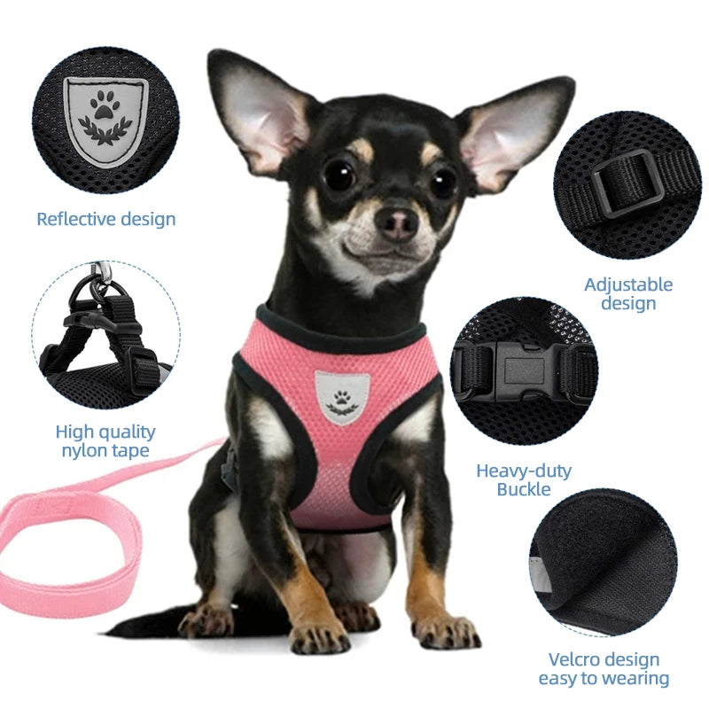 Kitty Harness